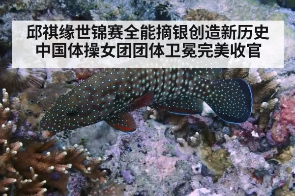 邱祺缘世锦赛全能摘银创造新历史 中国体操女团团体卫冕完美收官